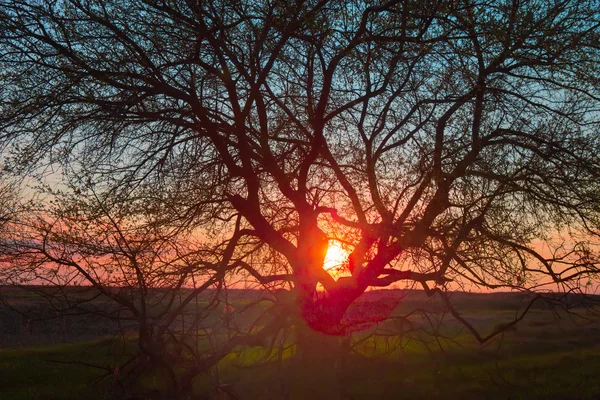 美しい夕日と木 — ストック写真