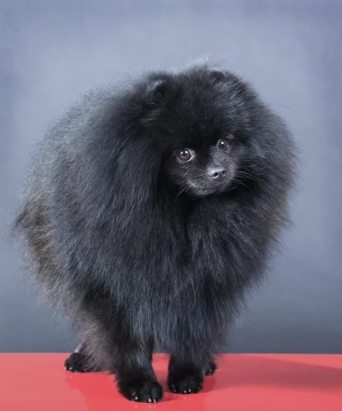 Μικρό μαύρο Γερμανικά spitz-σκύλος — Φωτογραφία Αρχείου