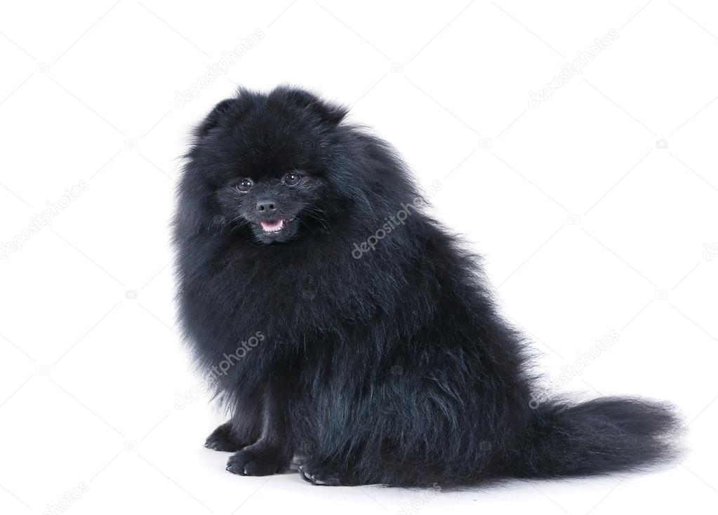 black german spitz dog