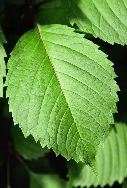 Gran primer plano de la hoja verde —  Fotos de Stock