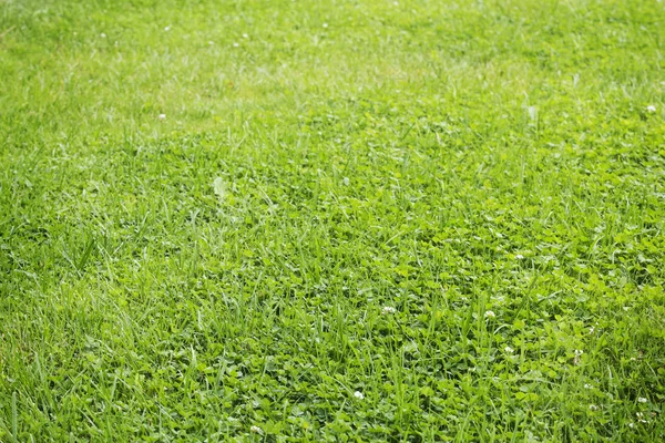 Hierba verde para el fondo —  Fotos de Stock