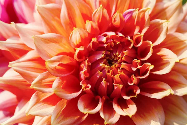 Beautiful pink dahlias — Stock Photo, Image