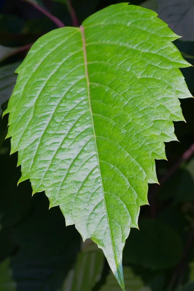 Big green leaf closeup — Stock Photo, Image