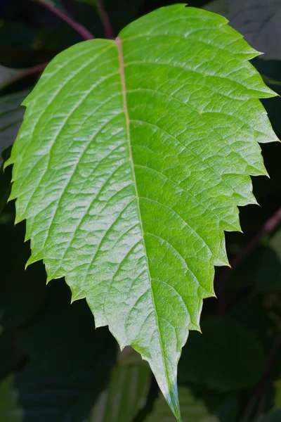 Gran primer plano de la hoja verde —  Fotos de Stock