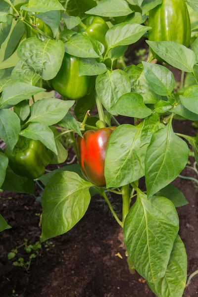 Paprika på buske i trädgården — Stockfoto