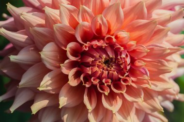 güzel pembe dahlias