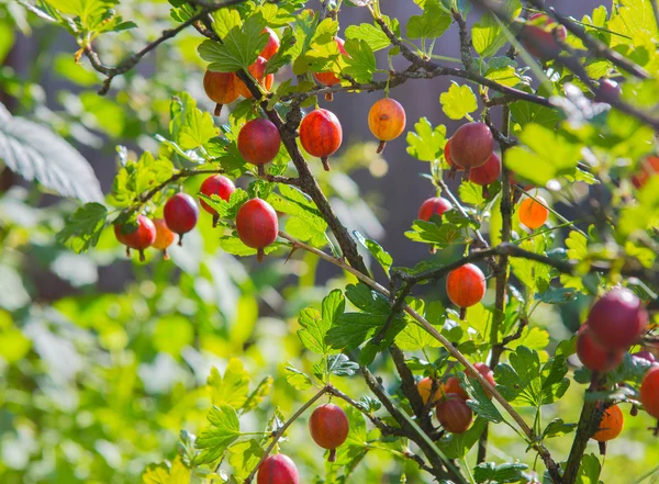 Mogna bär av krusbär på gren — Stockfoto