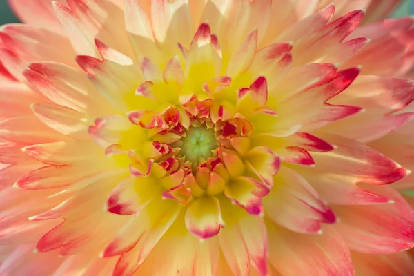 Beautiful pink dahlias — Stock Photo, Image