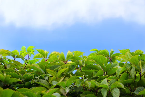 Grüner Blätterhimmel — Stockfoto