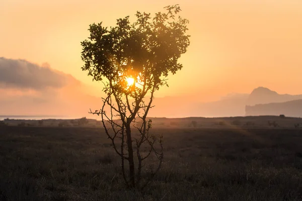 Sonne Der Krone Eines Einsamen Baumes Meer Bei Sonnenuntergang — Stockfoto