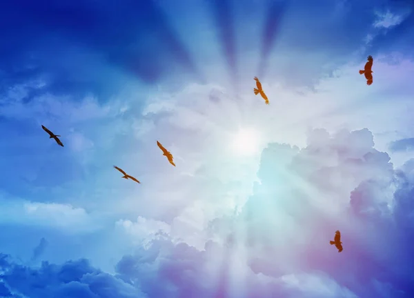 午後の太陽を背景に青い空を飛ぶワシ — ストック写真