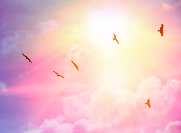 Eagles Fly Sky Background Sun Afternoon — Stock Photo, Image