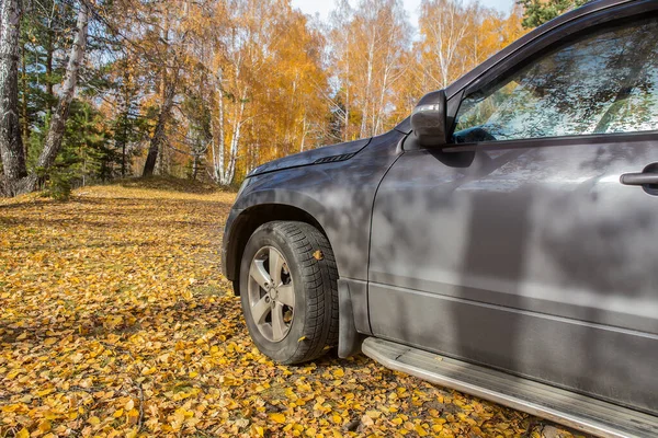 Suv Bosque Amarillo Otoño Primer Plano Detalle — Foto de Stock