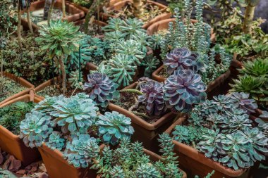 Plastik saksılarda çeşitli bitki çeşitleri