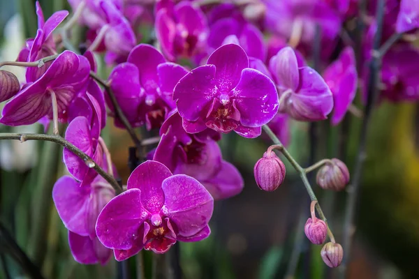 Red orchid purple spotted close-up on a background of green leaves