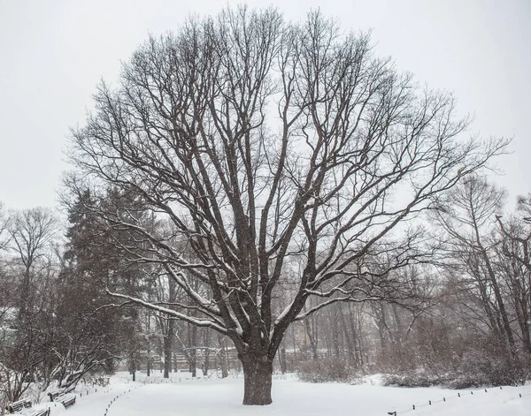 Beau Grand Arbre Dans Une Place Hiver Chute Neige — Photo