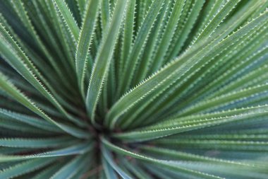 Dar, iğneye benzer yaprakları olan kaktüsler..