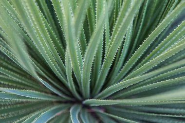 Dar, iğneye benzer yaprakları olan kaktüsler.