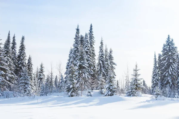 Floresta Abeto Inverno Neve Iluminada Pelo Sol — Fotografia de Stock