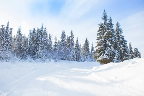 夕方の冬の森の雪道 — ストック写真