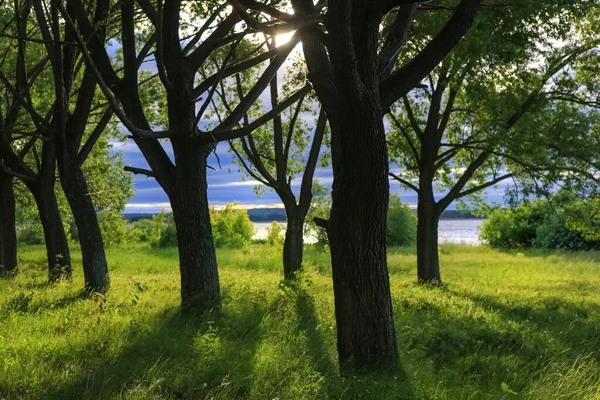 森林边缘有一条小径的美丽风景 — 图库照片