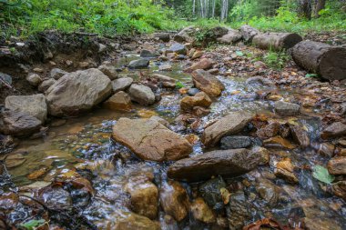 Yaz ormanındaki bir dereye yakın.