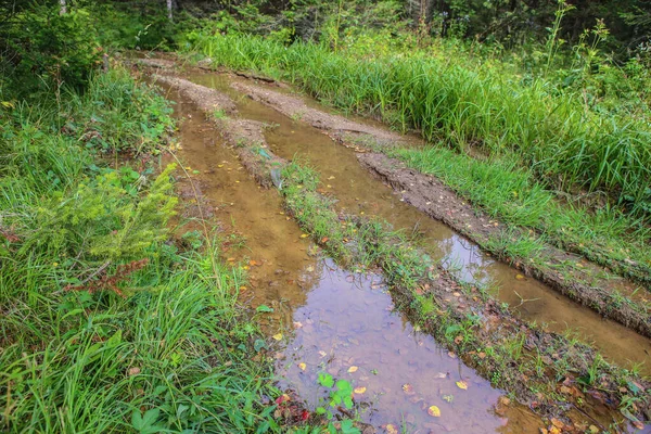 Mojado Camino Tierra Bosque Verano Después Lluvia —  Fotos de Stock