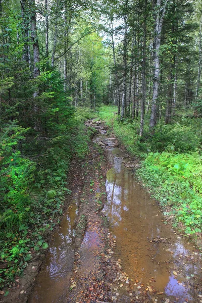 Mojado Camino Tierra Bosque Verano Después Lluvia — Foto de Stock