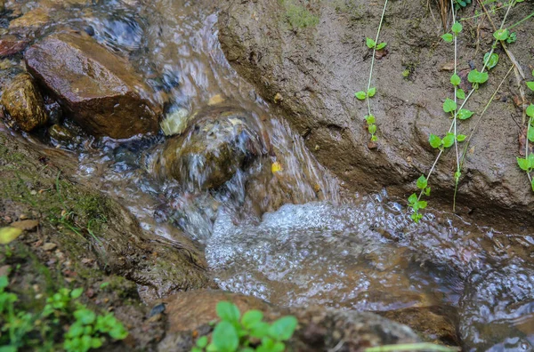 Stream Summer Forest Close — Stock Photo, Image