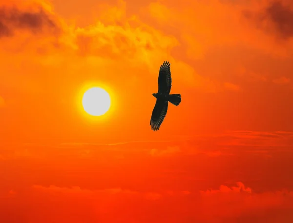 Kırmızı Dramatik Gökyüzünde Güneşe Uçan Kartal — Stok fotoğraf