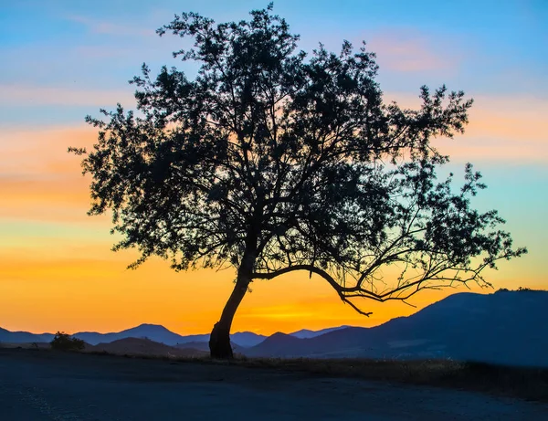 Όμορφο Δέντρο Από Δρόμο Στο Φόντο Του Ουρανού Ηλιοβασίλεμα Στα — Φωτογραφία Αρχείου