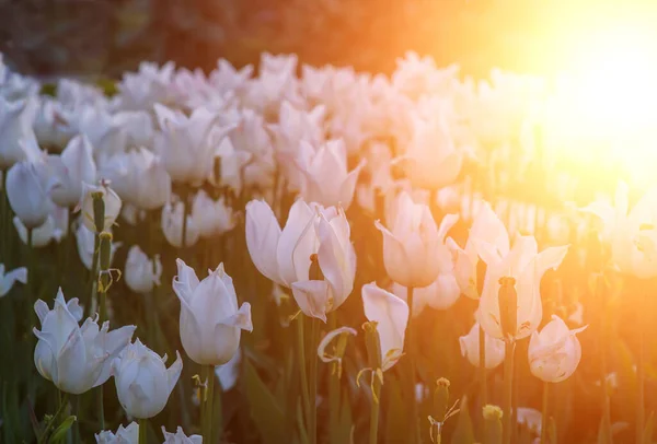 White Tulips Field Rays Rising Sun — Stock Photo, Image