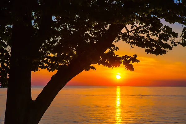 太陽に照らされた夕日の海のそばの美しい木 — ストック写真