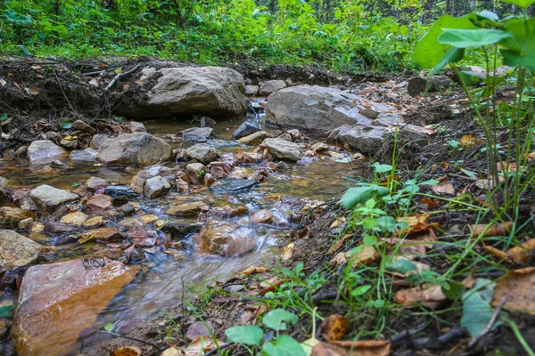 Stream in the green wood — Stock Photo, Image