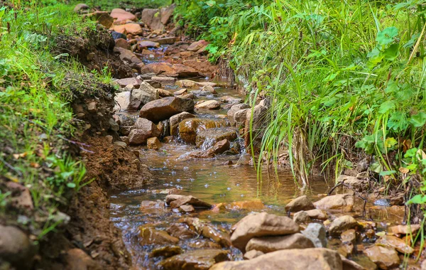 Stream in the green wood — Stock Photo, Image