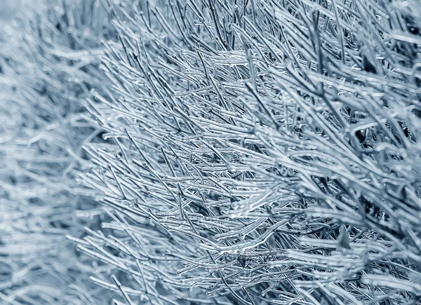 Ramas cubiertas de hielo — Foto de Stock