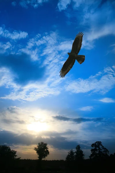 Adler fliegt am wolkenverhangenen Himmel — Stockfoto