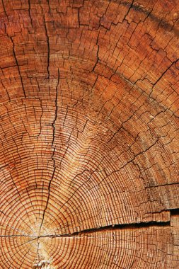 ağaç gövdesi kaba kesim