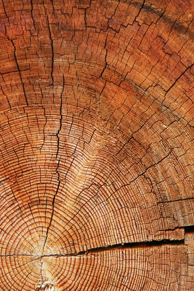 Corte áspero de tronco de árvore — Fotografia de Stock