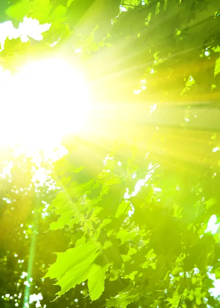 उज्ज्वल धूप से चमकती पत्तियां — स्टॉक फ़ोटो, इमेज