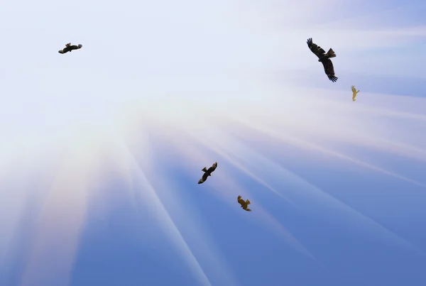 Eagles flying — Stock Photo, Image