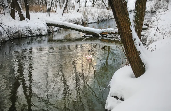 Winter rivier — Stockfoto