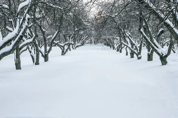 Jardim de macieira no inverno — Fotografia de Stock