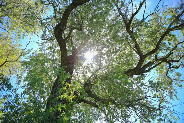 Sonne hinter der Spitze des großen Baumes — Stockfoto