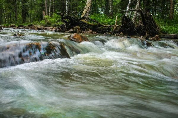 River in wood — Stock Photo, Image