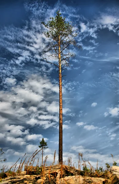 Pinho solitário contra céu nublado — Fotografia de Stock