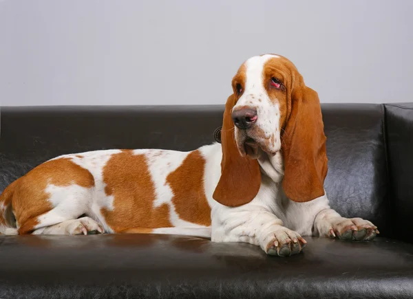Σκυλί του basset-haund βρίσκεται στον καναπέ — Φωτογραφία Αρχείου