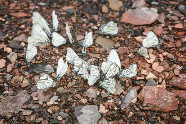 Gruppe hvite sommerfugler – stockfoto