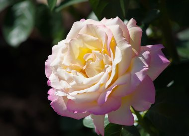 büyük Gül çiçek 