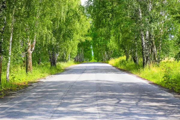 Route en bouleau en été — Photo